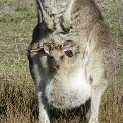 Macropus giganteus at Rendezvous Creek, ACT - 1 Sep 2025 by Christine