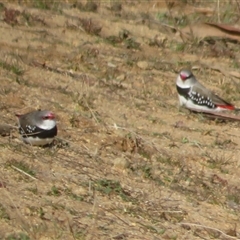 Stagonopleura guttata at Rendezvous Creek, ACT - 1 Sep 2025 by Christine