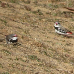 Stagonopleura guttata at Rendezvous Creek, ACT - 1 Sep 2025 by Christine