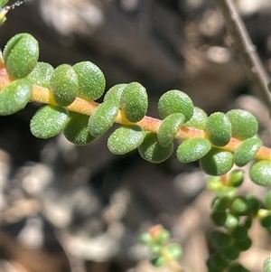 Persoonia microphylla at Lower Borough, NSW - Yesterday by JaneR