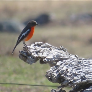 Petroica phoenicea at Rendezvous Creek, ACT - 1 Sep 2025 by Christine