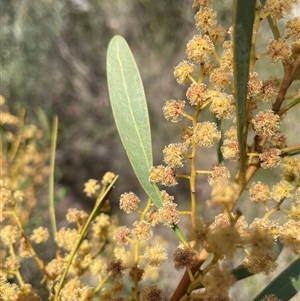 Acacia obtusata at Lower Borough, NSW - Yesterday by JaneR