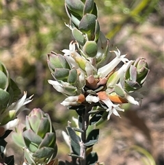 Brachyloma daphnoides (Daphne Heath) at Lower Borough, NSW - 8 Oct 2025 by JaneR
