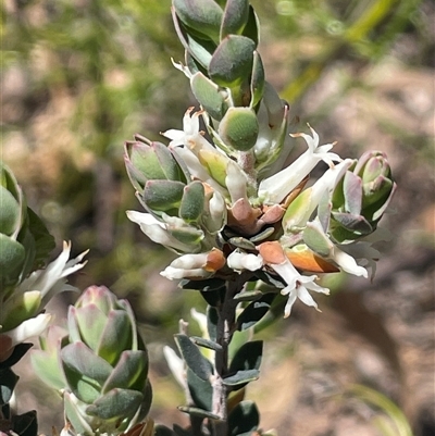Brachyloma daphnoides (Daphne Heath) at Lower Borough, NSW - 8 Oct 2025 by JaneR