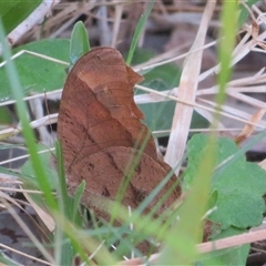 Heteronympha merope at Byron Bay, NSW - 27 Sep 2025 by Christine
