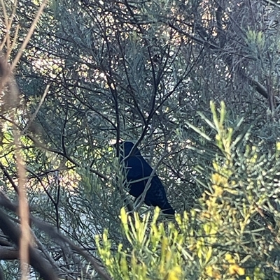 Ptilonorhynchus violaceus (Satin Bowerbird) at O'Connor, ACT - 8 Oct 2025 by Tsquared