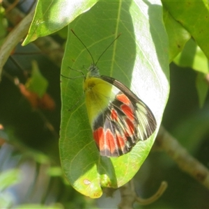 Delias argenthona at Byron Bay, NSW - 27 Sep 2025 by Christine