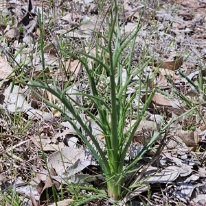 Eryngium ovinum at Whitlam, ACT - 4 Oct 2025 by sangio7
