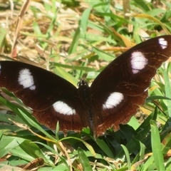 Vanessa itea at Byron Bay, NSW - 27 Sep 2025 by Christine