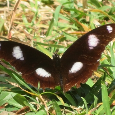 Vanessa itea at Byron Bay, NSW - 27 Sep 2025 by Christine