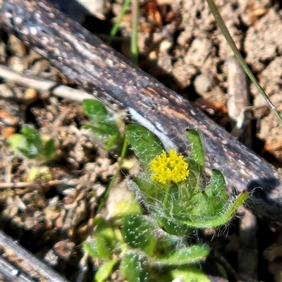 Triptilodiscus pygmaeus (Annual Daisy) at Whitlam, ACT - 4 Oct 2025 by sangio7