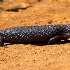 Tiliqua rugosa aspera (Eastern Shingleback) at Ainslie, ACT - 8 Oct 2025 by jb2602
