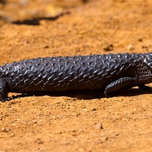Tiliqua rugosa at Ainslie, ACT - Yesterday by jb2602