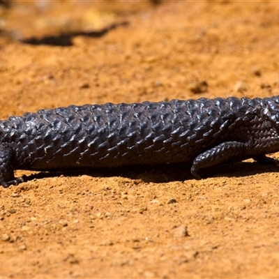 Tiliqua rugosa aspera (Eastern Shingleback) at Ainslie, ACT - 8 Oct 2025 by jb2602