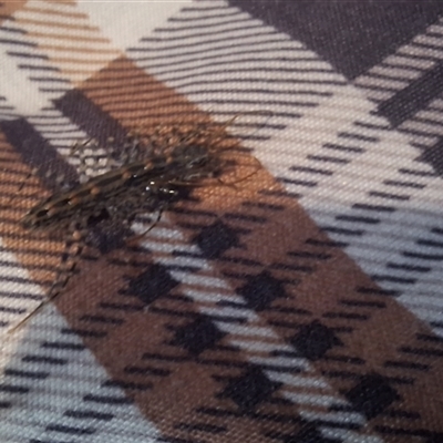 Allothereua maculata (A House Cetipede) at  - suppressed by Dron