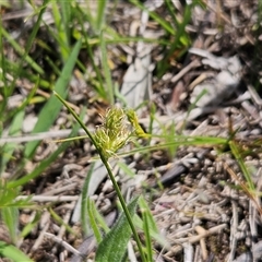 Carex inversa (Knob Sedge) at Whitlam, ACT - 4 Oct 2025 by sangio7