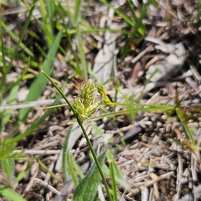 Carex inversa (Knob Sedge) at Whitlam, ACT - 4 Oct 2025 by sangio7