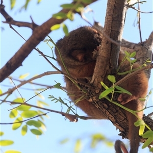 Trichosurus vulpecula at Saint Lucia, QLD - Today by DAdeGroot
