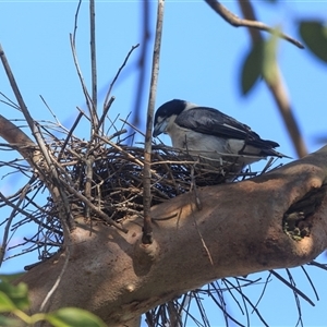 Cracticus torquatus at Saint Lucia, QLD by DAdeGroot