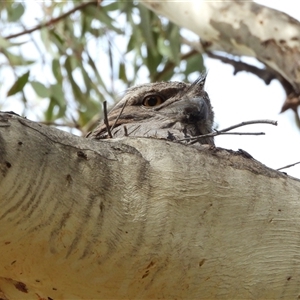 Podargus strigoides at Chapman, ACT by LineMarie