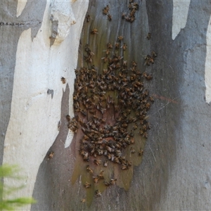 Apis mellifera at Campbell, ACT - 4 Oct 2025 by LineMarie
