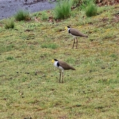 Vanellus miles (Masked Lapwing) at O'Malley, ACT - Yesterday by Mike