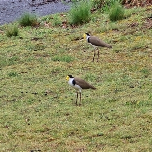 Vanellus miles at O'Malley, ACT - Today by Mike