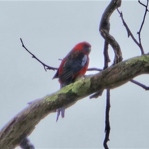 Platycercus elegans at O'Malley, ACT - Today by Mike