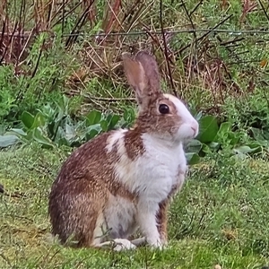 Oryctolagus cuniculus at O'Malley, ACT - Today by Mike
