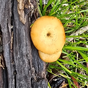 Unverified Cap on a stem; pores below cap [boletes & stemmed polypores] at O'Malley, ACT - Today by Mike