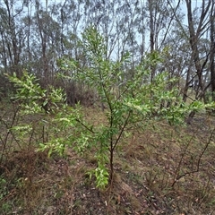 Hakea salicifolia (Willow-leaved Hakea) at Isaacs, ACT - 9 Oct 2025 by Mike