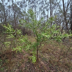 Hakea (genus) at Isaacs, ACT - Today by Mike