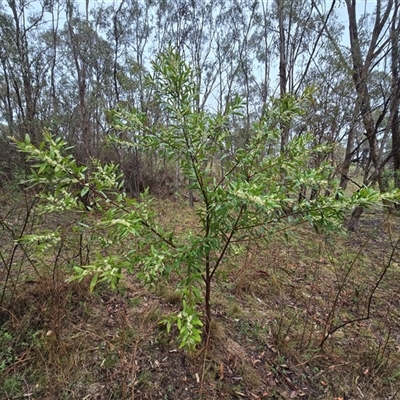 Hakea salicifolia (Willow-leaved Hakea) at Isaacs, ACT - 9 Oct 2025 by Mike