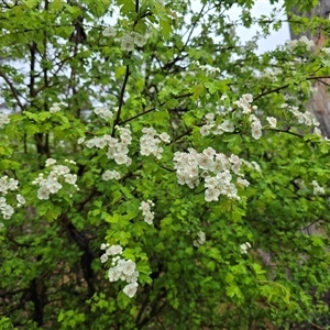 Crataegus monogyna at O'Malley, ACT - Today by Mike