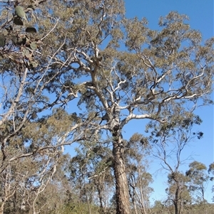 Eucalyptus polyanthemos (Red Box) at Pialligo, ACT - 26 Oct 2024 by MichaelBedingfield