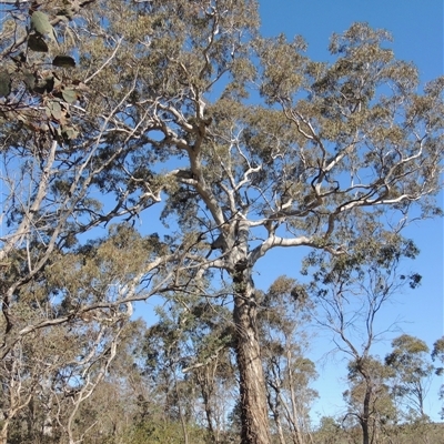 Eucalyptus polyanthemos (Red Box) at Pialligo, ACT - 26 Oct 2024 by MichaelBedingfield
