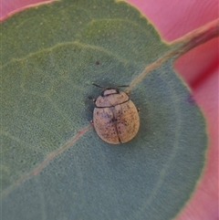 Trachymela sp. (genus) (Brown button beetle) by clarehoneydove