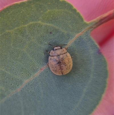 Trachymela sp. (genus) (Brown button beetle) at  - suppressed by clarehoneydove