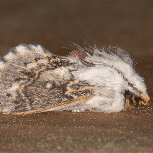 Unverified Moth (Lepidoptera) at Symonston, ACT - Today by rawshorty
