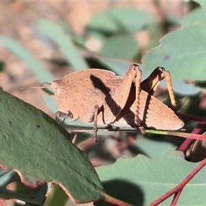 Goniaea australasiae by clarehoneydove
