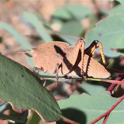 Goniaea australasiae (Gumleaf grasshopper) at Bungendore, NSW - 4 Oct 2025 by clarehoneydove