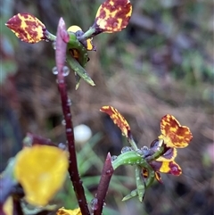 Diuris pardina (Leopard Doubletail) at Karabar, NSW - 9 Oct 2025 by Youspy