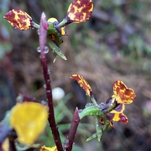 Diuris chryseopsis at Karabar, NSW - Today by Youspy