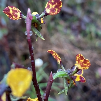 Diuris pardina (Leopard Doubletail) at Karabar, NSW - 9 Oct 2025 by Youspy