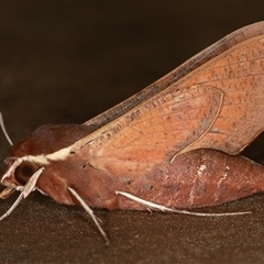 Hippotion scrofa (Coprosma Hawk Moth) at Symonston, ACT - 9 Oct 2025 by rawshorty
