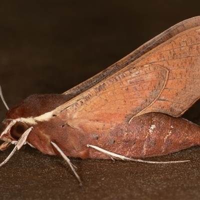 Hippotion scrofa (Coprosma Hawk Moth) at Symonston, ACT - 9 Oct 2025 by rawshorty