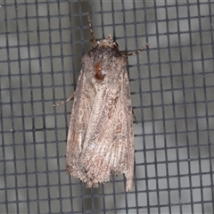 Agrotis munda (Brown Cutworm) at Symonston, ACT - Yesterday by rawshorty