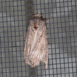 Unverified Moth (Lepidoptera) at Symonston, ACT - Today by rawshorty