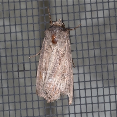 Agrotis munda (Brown Cutworm) at Symonston, ACT - Yesterday by rawshorty