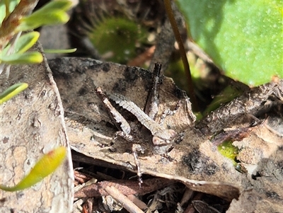 Nanodectes harpax (Small shield-back katydid) by clarehoneydove